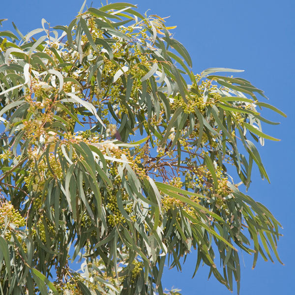 Eucalyptus Leaf - Fragrance Oil