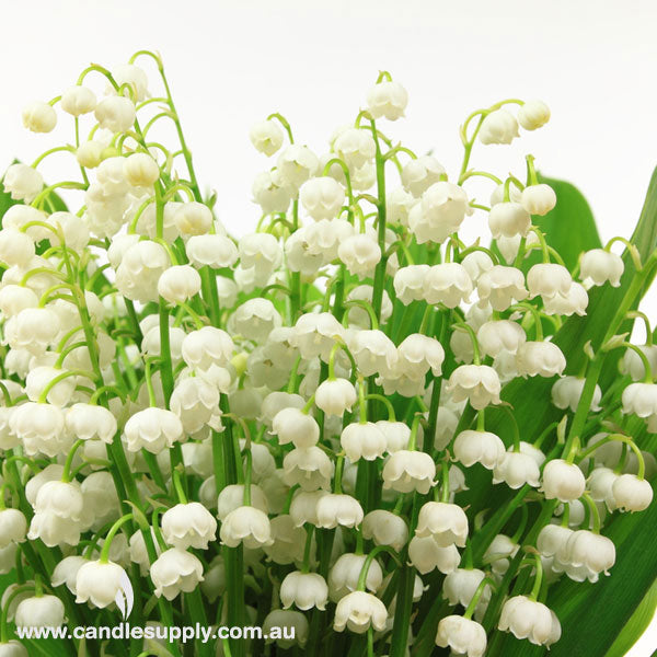 Lily of the Valley - Diffuser Fragrance