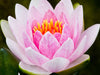 Lotus Blossom - Fragrance Oil