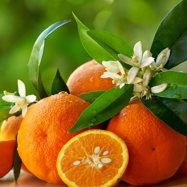 Orange Flower & Coconut - Fragrance Oil