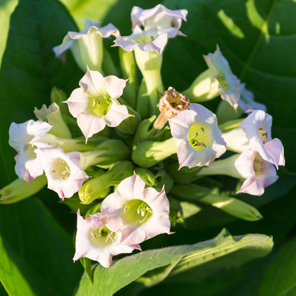Tobacco Flower & Oak - Fragrance Oil