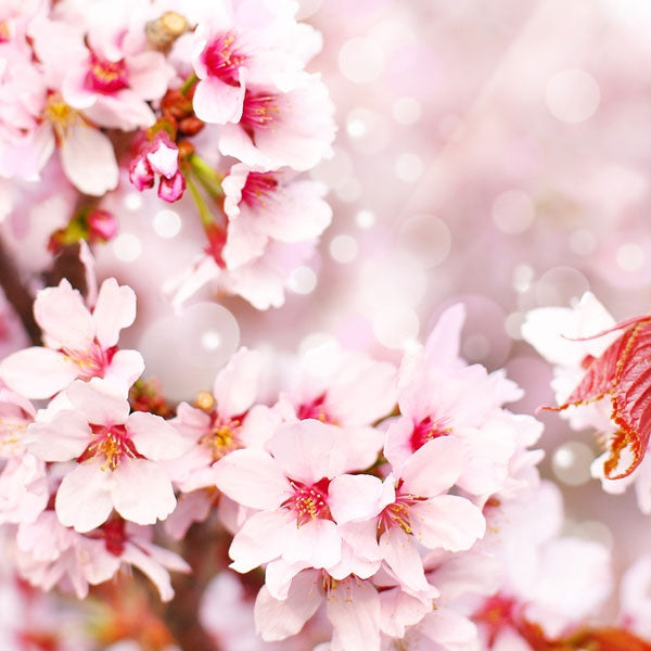 Cherry Blossom - Diffuser Fragrance