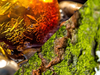 Two contrasting images: a close-up of amber with intricate details on the left, and a close-up of green moss on a tree trunk on the right.