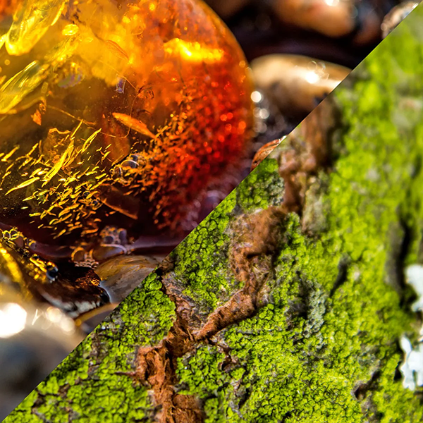 Two contrasting images: a close-up of amber with intricate details on the left, and a close-up of green moss on a tree trunk on the right.