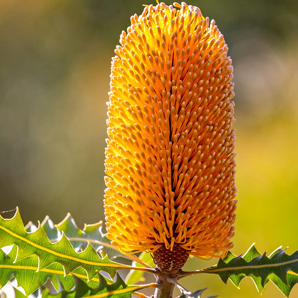 Bergamot & Banksia - Fragrance Oil (Luxaroma)