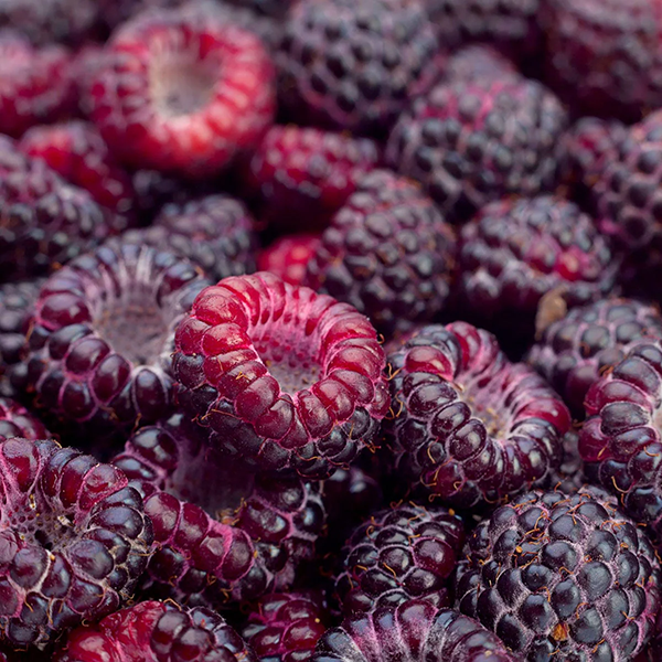 Black Raspery Buy Black Raspberry (Luxaroma) Online | Candle Supply