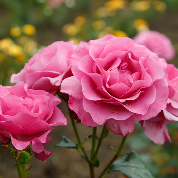 Bulgarian Rose (Luxaroma)