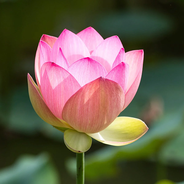 Camellia & Pink Lotus - Kyoto in Bloom Type  - Fragrance Oil (Luxaroma)