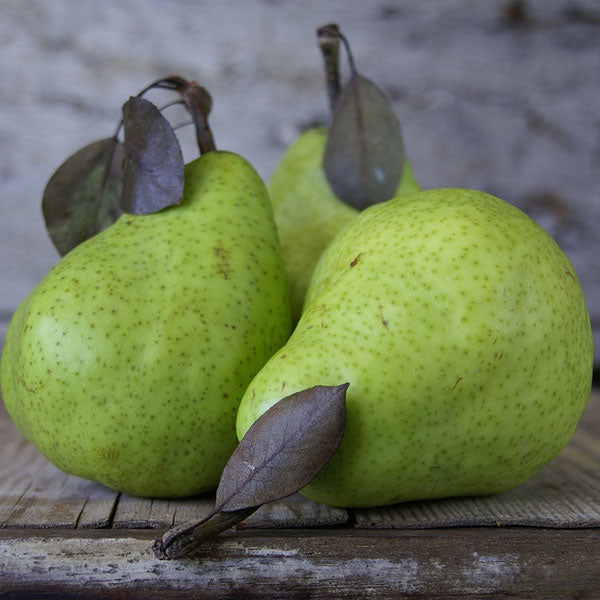 JUST LAUNCHED! - French Pear New Formula