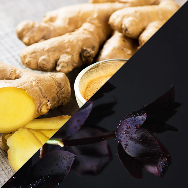 Ginger root with a close-up of sliced ginger and a dark background with a purple flower.