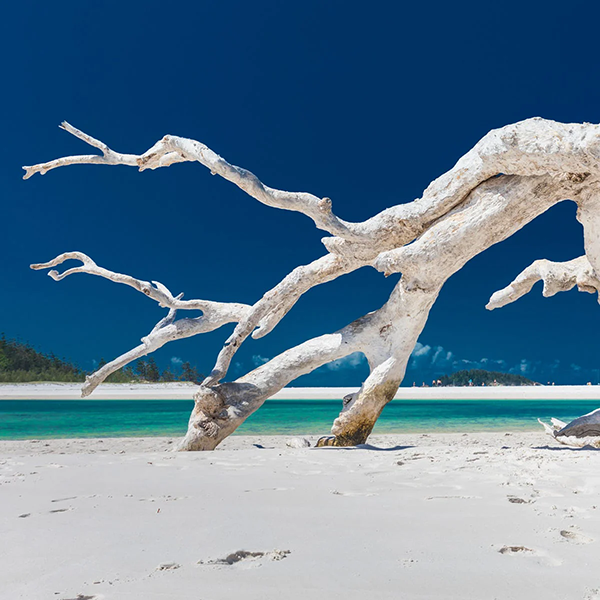 Sea Salt & Driftwood - Fragrance Oil (Luxaroma)