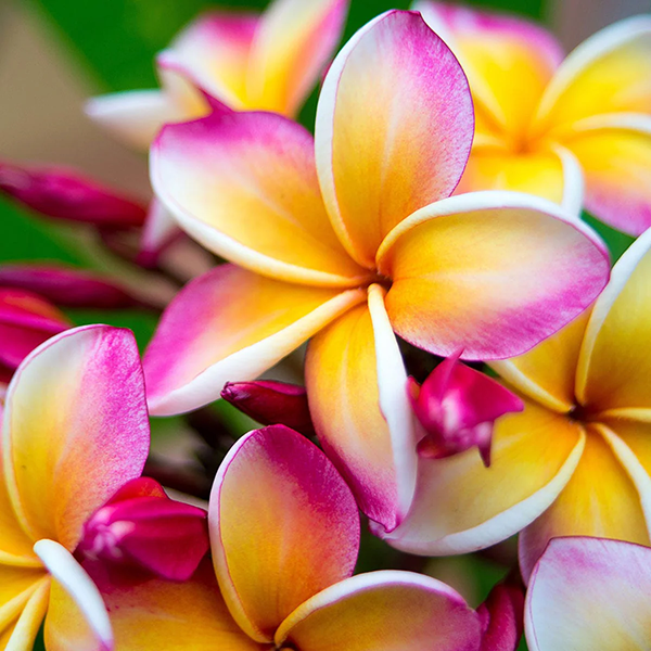 Wild Frangipani - Fragrance Oil (Luxaroma)