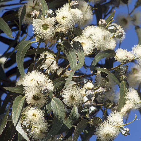 Eucalyptus Blue Gum - Essential Oil