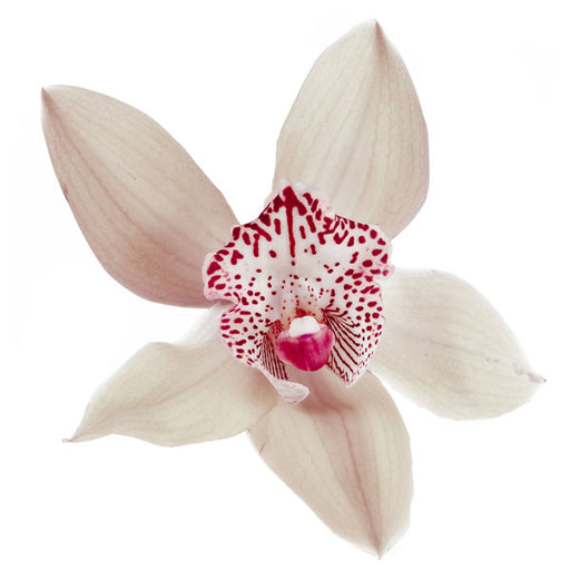 Autumn Orchid - Fragrance Oil