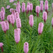 Blooming Hyacinth - Fragrance Oil