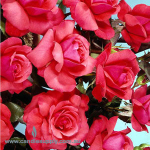 Persian Rose - Fragrance Oil