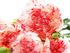 Carnation - Fragrance Oil