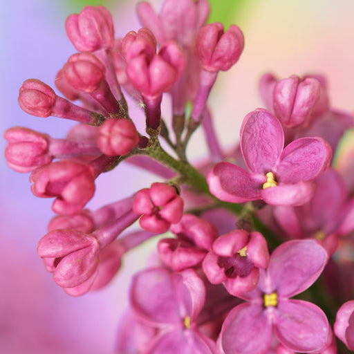 French Lilac - Fragrance Oil