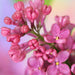 French Lilac - Fragrance Oil