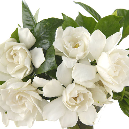 Gardenia - Fragrance Oil