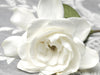 Gardenia & Wild Truffle - Fragrance Oil