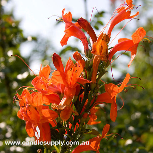 Japanese Honeysuckle - Fragrance Oil