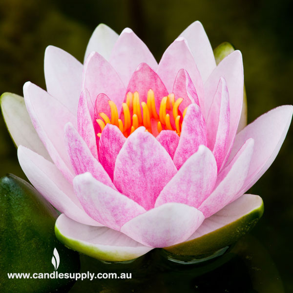 Lotus Blossom - Diffuser Fragrance