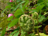 Peony Fern - Fragrance Oil