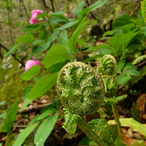 Peony Fern - Fragrance Oil