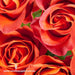 Rose Victorian - Fragrance Oil