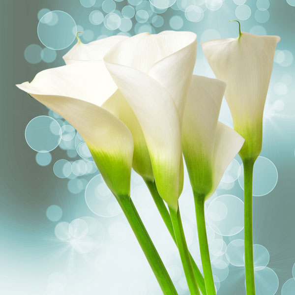 Sheer Lily & White Rose - Fragrance oil