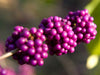 Boysenberry - Fragrance Oil