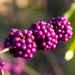 Boysenberry - Fragrance Oil