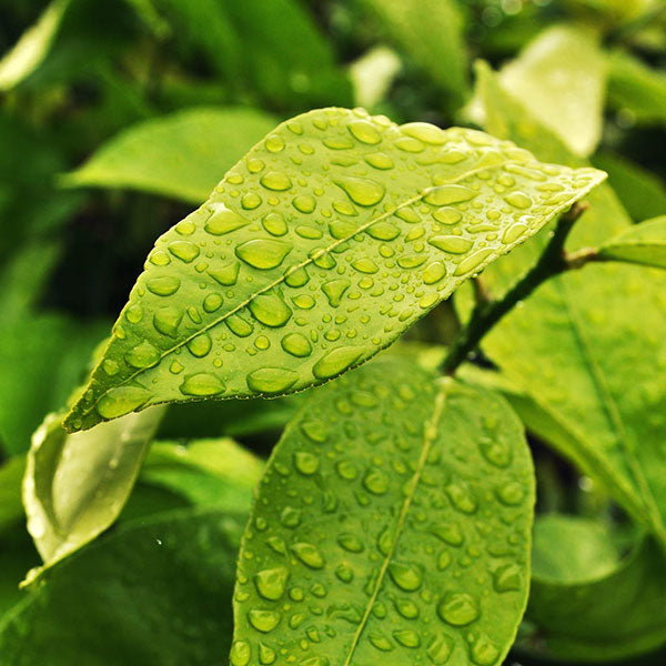 Fresh Garden Leaves - Fragrance Oil