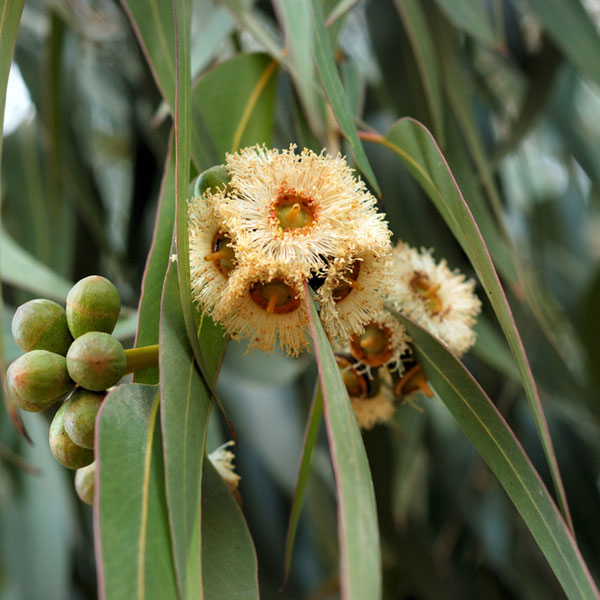 Lemon Eucalyptus - Diffuser Fragrance