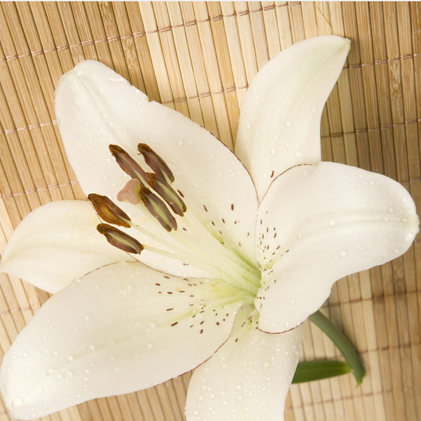 Bamboo & White Lily - Diffuser Fragrance