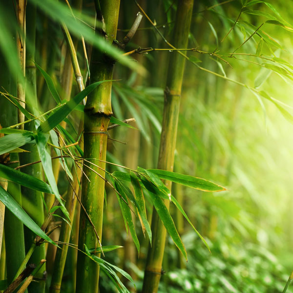 Green Bamboo & Fig - Fragrance Oil