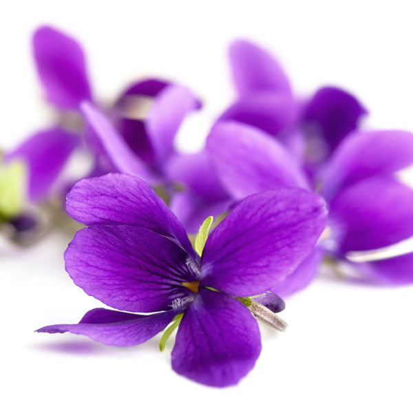 Violet Leaf Middle Note Fragrance Oil — Candle Supply