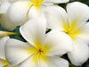 Frangipani - Fragrance Oil