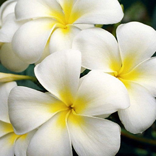 Frangipani - Fragrance Oil