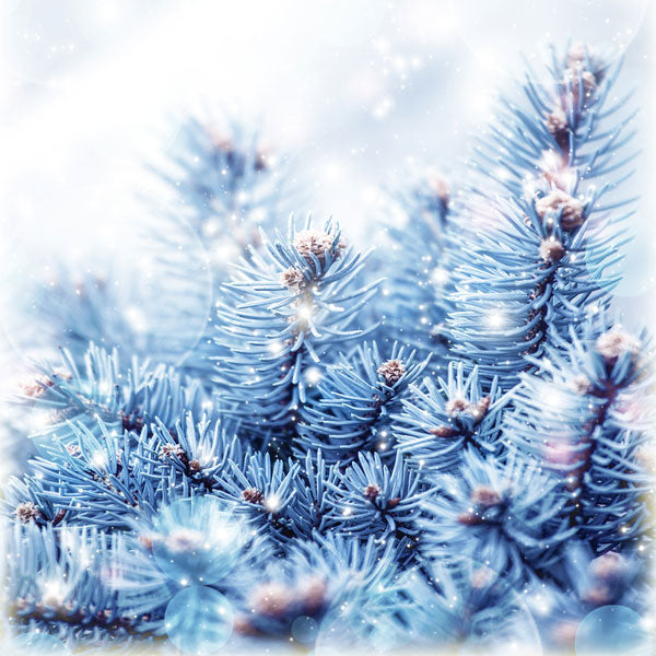 Frosted Cedar - Diffuser Fragrance — Candle Supply