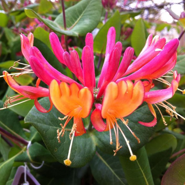 Golden Japanese Honeysuckle Diffuser Fragrance Candle Supply