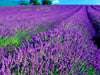 French Cade Lavender - Fragrance Oil