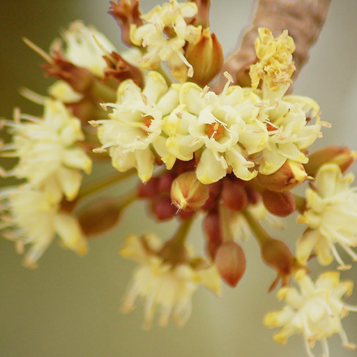 Shea Blossom - Fragrance oil