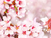 Cherry Blossom - Fragrance Oil