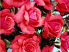 Persian Rose - Fragrance Oil