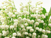 Lily of the Valley - Fragrance Oil