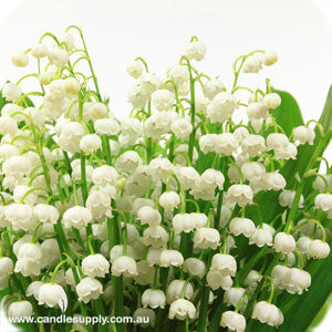 Lily of the Valley - Fragrance Oil