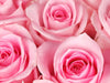 Rose - Fragrance Oil