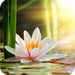 Ginger Lily - Fragrance Oil